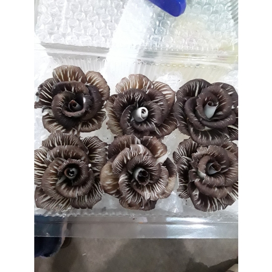 SOCOLA HOA VĂN LÀM SẴN